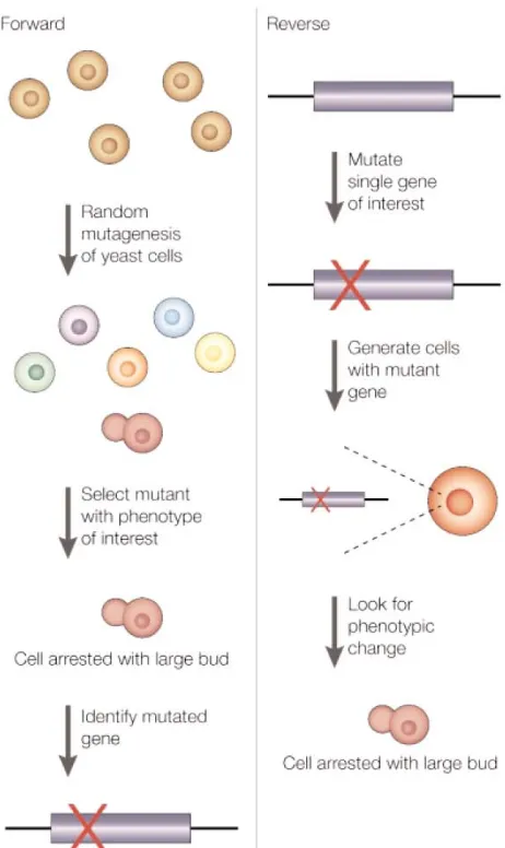 Figure 1.1.  approach is a classical genetic screen that seeks to determine the gene(s) responsible for an observed phenotype