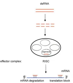 Figure 1.3. The RNAi pathway is initiated by dsRNA to down-regulate gene expression. Formation of the RISC effector complex leads to mRNA degradation or steric blocking of translation