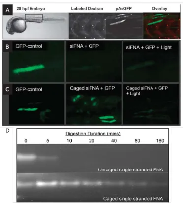 Figure 1.4. Evaluation of the light-activation of RNAi in zebrafish embryos. about 5 min, the DMNPE modification on the FNA provided more than 80 min of protection