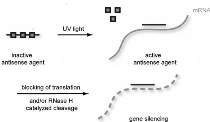 Figure 1.5.  Light-regulation of antisense activity through the incorporation of light-removable caging groups (grey squares)