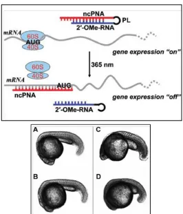 Figure 1.7. small, underdeveloped backbone. Adapted from Tang, X.; Maegawa, S.; Weinberg, E