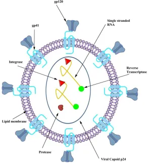 Figure 1.1 Structure of an HIV virion  