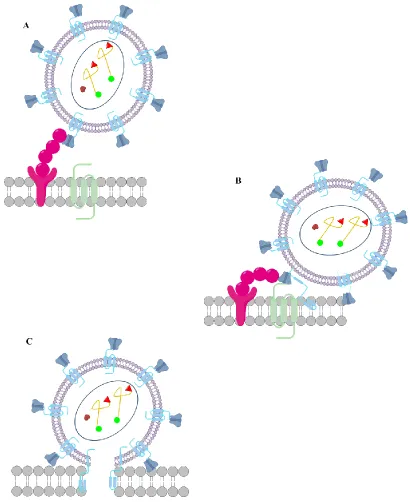 Figure 1.2:  Binding and Fusion of HIV to a CD4+ host cell A.  Binding of gp-120 to CD4  B