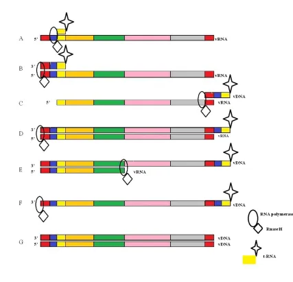 Figure 1.3: The process of reverse transcription  A.  t-RNA primer binding  B:  