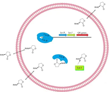 Figure 3.3: Gram-negative bacteria quorum sensing pathway 