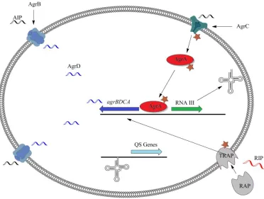 Figure 3.4: Gram-positive bacteria quorum sensing pathway 
