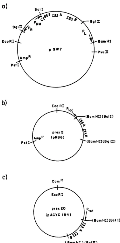 TABLE 1. Restriction of rII quantity mutants by prex2l-containing bacteriaa