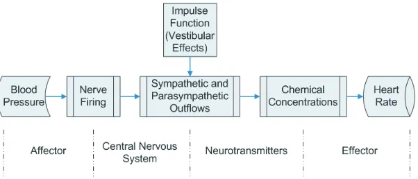 Figure 4: Elements of the baroreceptor feedback chain controlling heart rate.
