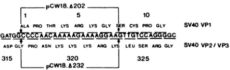 FIG. 8.deletedanddeletedcatedVP1proteinnuclearingsynthesisbarssequence. The same region of the SV40 genome encodes the VP1 migration sequence and the VP2-VP3 nuclear accumulation pCW18A202 expresses a SV40 VP1-poliovirus VP1 fusion in which the first eight