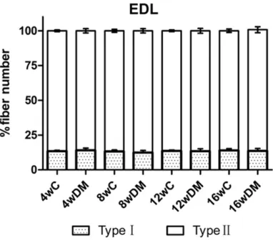 Figure 2. Fiber-type proportions in diaphragm (A), extensor digitorum longus (B), and soleus (C) in the diabetic and age-matched control groups