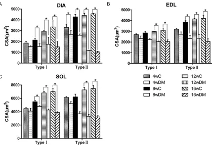 Figure 3. Fiber diameters in diaphragm (A), extensor digitorum longus (B), and soleus (C) in the diabetic and age-matched control groups