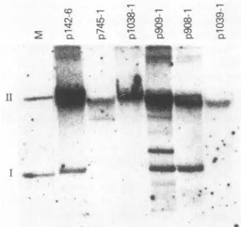 TABLE 2. Complementation of BPV-1 3' ORF mutantDNAs in YC-C59-3881 cells