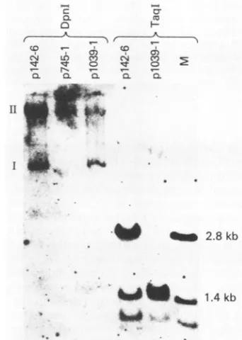 Fig. 4).gestsportion Recently, Rabson et al. provided data which sug- that the 3' portion of the E2 ORF or overlapping of the E4 ORF may encode an additional product