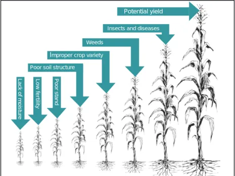Figure 1. Low soil fertility is only one of several factors that can limit crop yields.