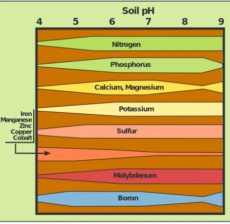 Figure 2. The relative availability of nutrients to plant roots depends on the pH level of the soil.