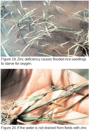 Figure 17. Nitrogen-deficient rice is pale green in color and does not form a full canopy.