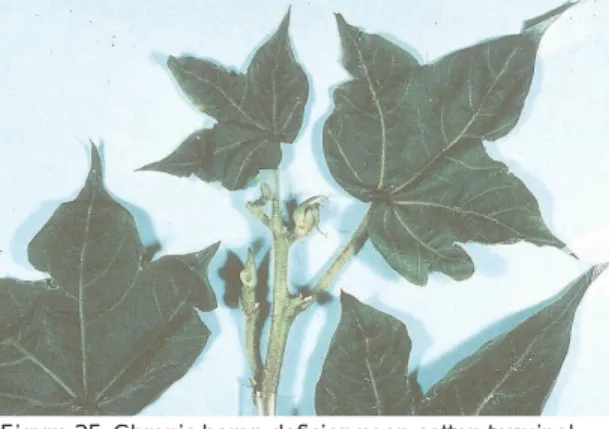 Figure 26. Cotton leaves with potassium deficiency have yellow or bronze edges.