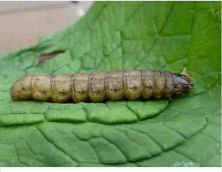 Figure 3. Black cutworm larvae have