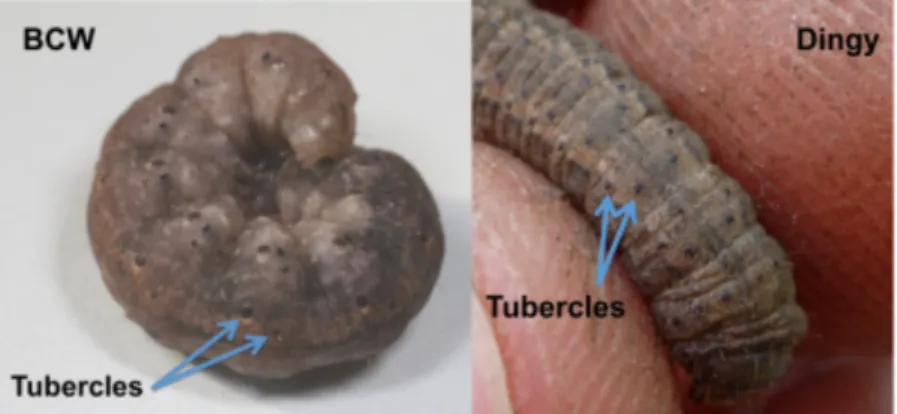 Figure 4. Black cutworms (left) can be distinguished from other larvae, like the dingy cutworm (right), by the dark