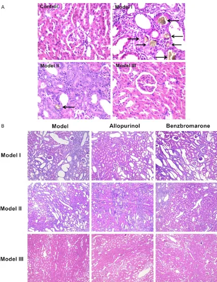 Figure 1. Hematoxylin & Eosin stains of kidney sections. A: Images from control and 3 model groups (i.e