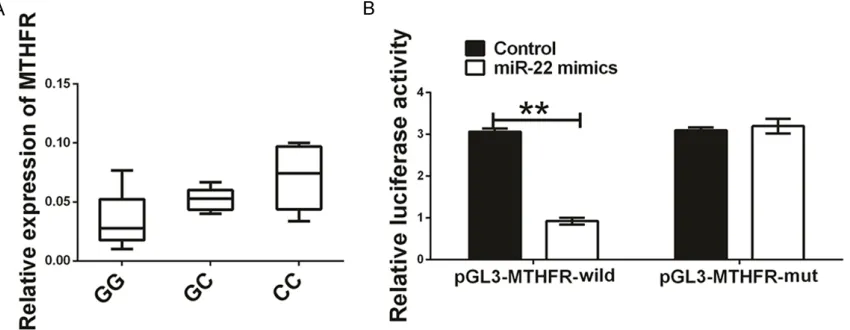 Figure 1. Binding of miR-22 to MTHFR rs868014 minor alleles. A: Relative expression of MTHFR mRNA with differ-ent genotype in ischemic stroke patients