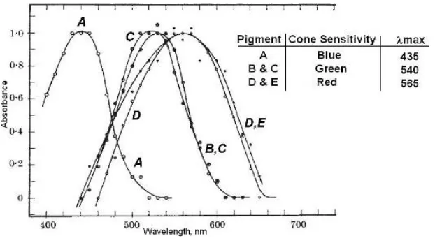 Figure 1.3. Spectral sensitivity curves of visual pigments in cones.  