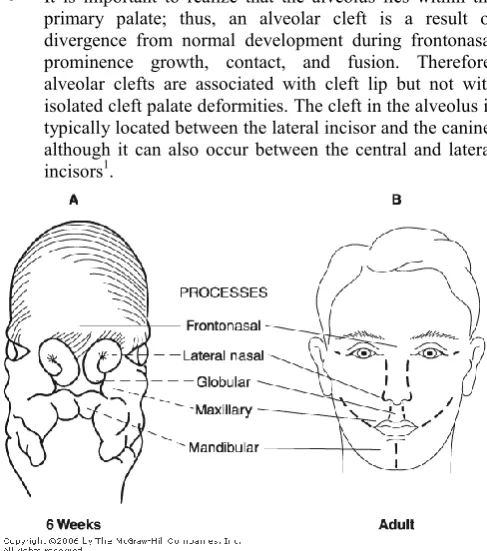 Fig 1old embryo. The frontonasal process will give rise to the central lip and premaxilla, the lateral nasal process will develop into the alae of the nose, and the maxillary processes will produce the lateral lip e to the central lip and premaxilla, the l