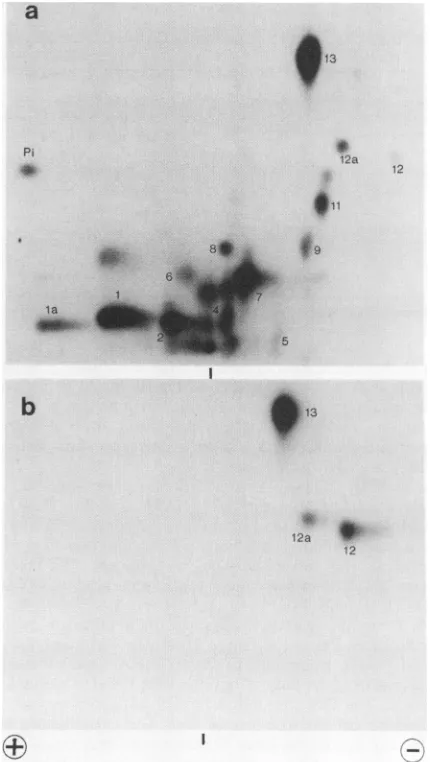 FIG. 1.thin-layerdephosphorylatedanalyzedantigen.MaterialsUntreated; Phosphopeptide analysis of dephosphorylated large T Large T antigen, metabolically labeled with 32p, was with calf intestinal alkaline phosphatase and by two-dimensional peptide mapping a