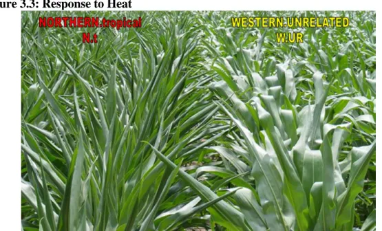 Figure 3.3: Response to Heat 