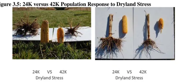 Figure 3.5: 24K versus 42K Population Response to Dryland Stress 