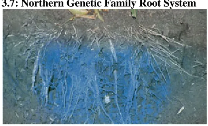 Figure 3.8: Southern Genetic Family Root System 