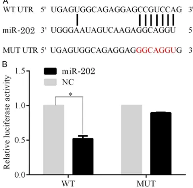 Figure 3. The SOX7 was the direct target of the miR-202 which down-regulated the expression of SOX7