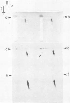 FIG. 4.tionseachintoelectrophoresis;containingtotheMaterialsSiEDTA,15 electrophoresis min buffer Digestion of T7WT 100S+ DNA with nuclease Si