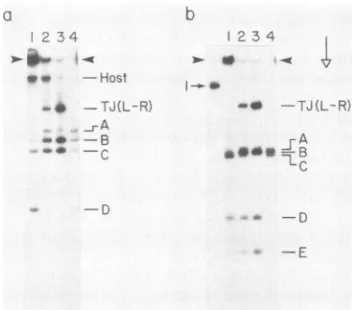 FIG. 6.graphytion25-,ulthroughbufferrestrictionwerelong),phoresis;sucrose-Nycodenz Digestion of fractionated intracellular T7 DNA with endonuclease XbaI