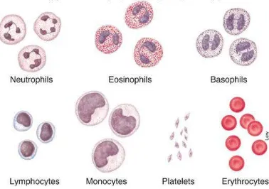 Figure 3 Different kinds of Leukocytes 22 