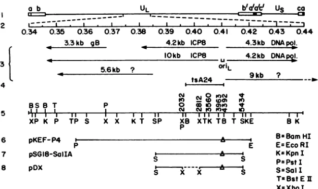 FIG.1.indicatedofrestrictionmapsequences the Genomic location of oriL and plasmids used in this study