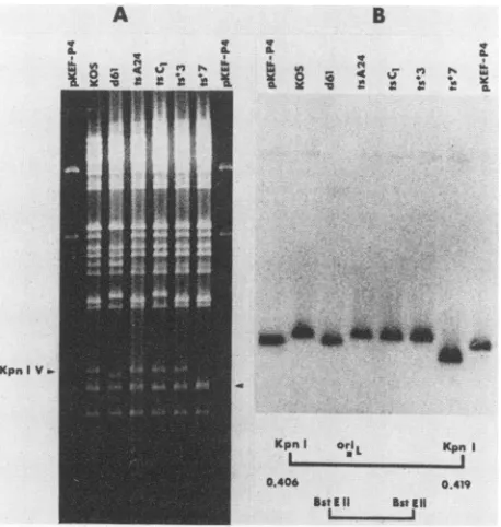 Table 1, the plaque sizes of KOS and d21 were slightly largerthan those of ts47 and d61 in Vero and U-47 cells, respec-tively.