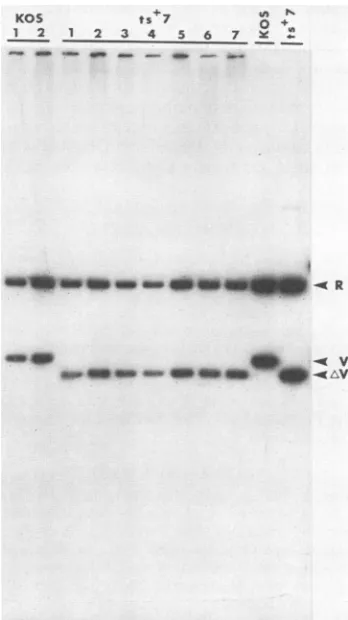 TABLE 2. Results of latency tests in CD-1 mice