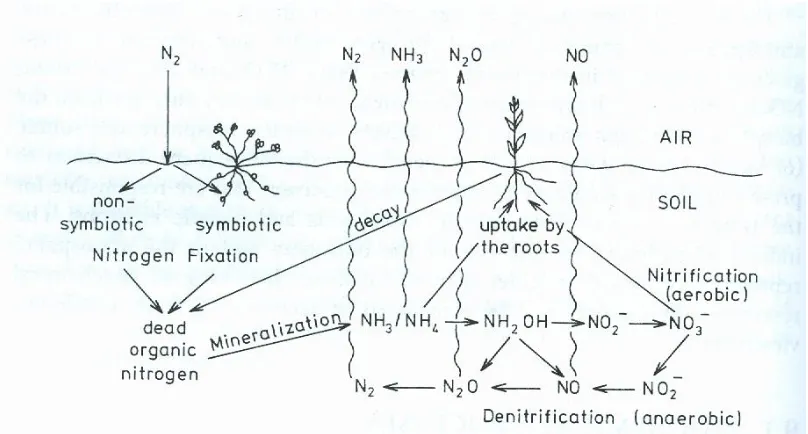 Figure 1.1. The biological nitrogen cycle in the atmosphere-soil system.  (Source: Warneck, 2000)  