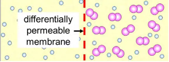 Figure 2-1: Plant Cell Membrane 