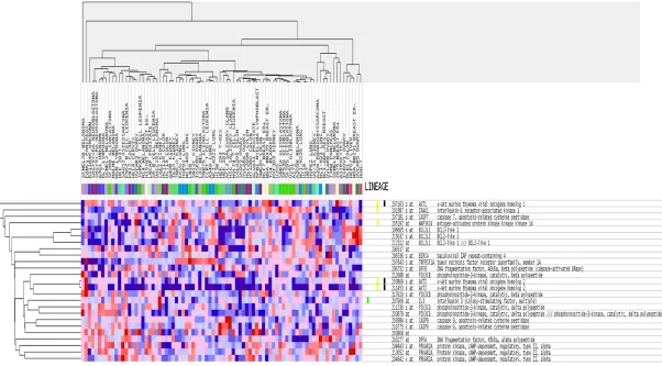 Figure 10. Heatmap of genes from the pathway ‘Apoptosis’. The heatmap contains 17 genes and was generated by GSEA (http://software.broadinstitute.org/gsea/datasets.jsp).
