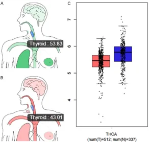 Figure 12. mRNA levels of the hub gene TRAF1 from TCGA data. Median ex-pression of TRAF1 in the normal thyroid gland (A) and tumor samples (B) in bodymap