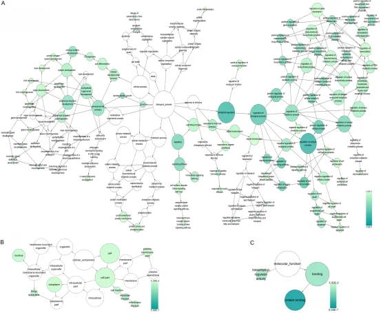 Figure 6. Signaling pathways of putative miR-146b-5p target genes by GO term enrichment