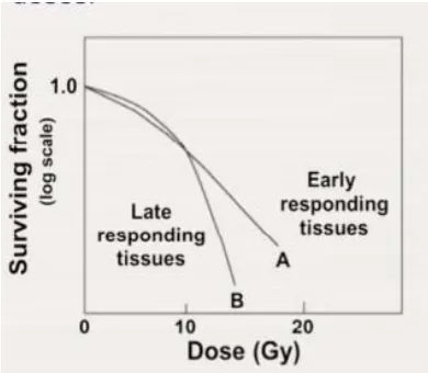 Figure 3: graph showing early vs late responding tissue in terms of dose and surving fraction 