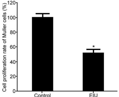 Figure 1. The effect of EIU on retinal endothelial cell proliferation. *P < 0.05, compared with control.