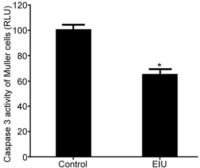 Figure 3. The influence of EIU on the activity of Cas-pase 3 in retinal endothelial cells
