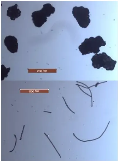 Figure 2.1.  Image of microbeads (left) and microfibers (right) used for feeding trials (5 x magnification)