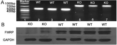 Figure 1. The identification of genotype and Fmrp in WT and KO mice. A. A 468 bp band was found in wildtype mice and a 800 bp band was found in Fmr1 knock out mice