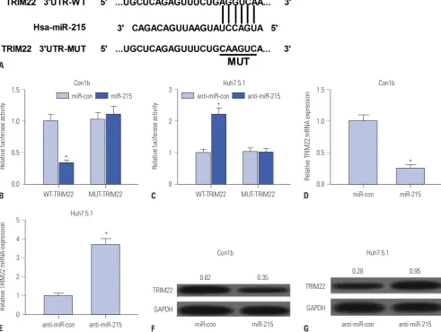 Fig. 2. miR-215 directly targets TRIM22. Con1b cells were transfected with miR-con or miR-215, and Huh7.5.1 cells were introduced with anti-miR-con or anti-miR-215