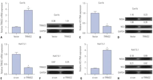 Fig. 3. TRIM22 inhibits HCV replication. Con1b cells were transfected with Vector or TRIM22, followed by detection of TRIM22 mRNA (A) and protein (B), HCV RNA level (C), as well as expressions of NS5A and NS3 proteins (D)